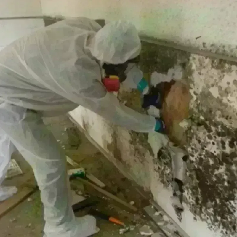 Mold Remediation and Removal in Manchester, NH